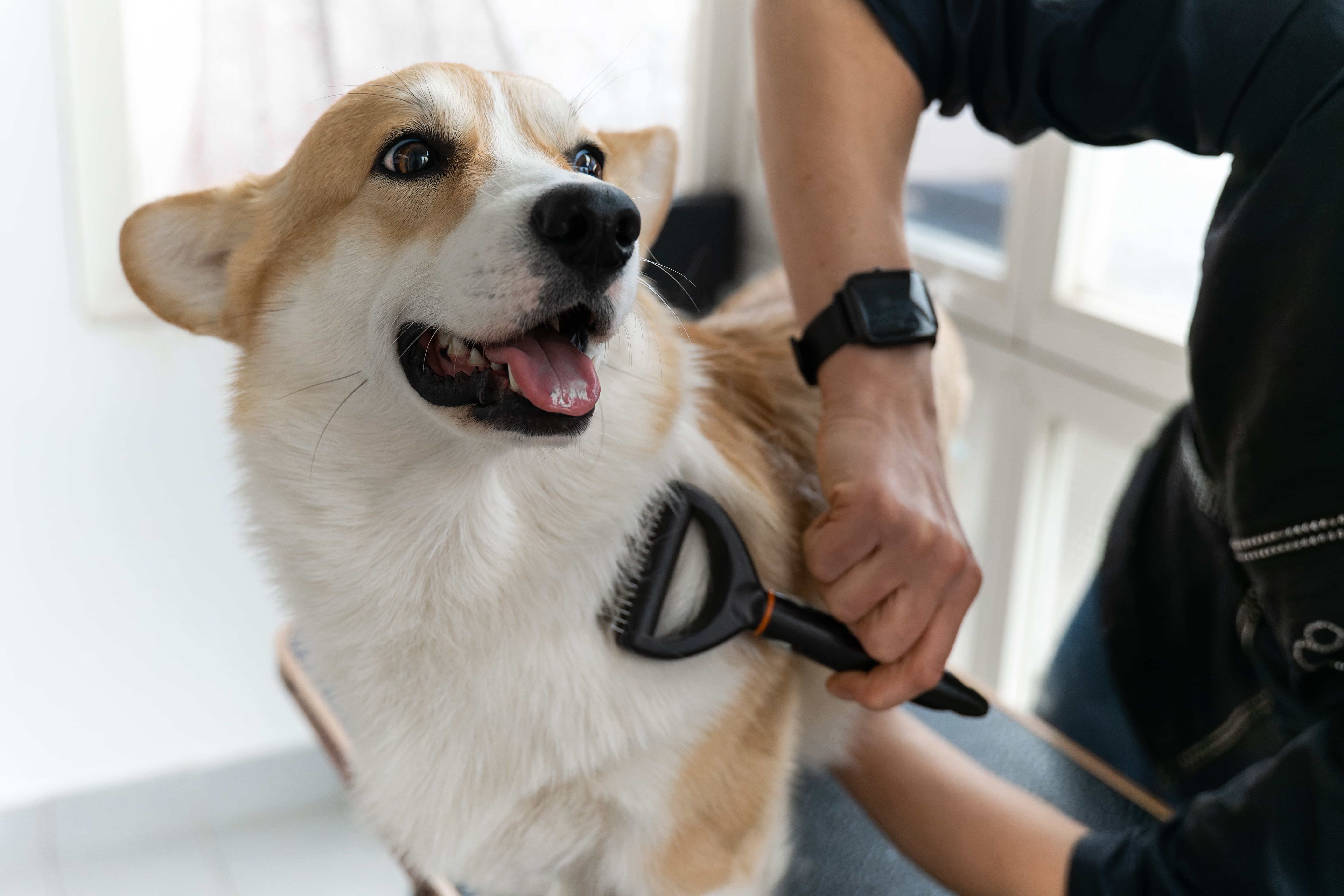 Dog having fur groomed.